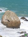 thn_The Catlins Coast 024.jpg